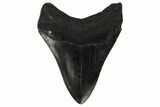 Fossil Megalodon Tooth - Georgia #144283-2
